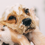 Cachorro tomando banho
