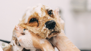 Cachorro tomando banho