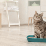 Caixa de areia limpa para gatos