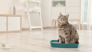 Caixa de areia limpa para gatos