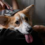 cachorro recebendo escovação de pelos para manter a pelagem saudável