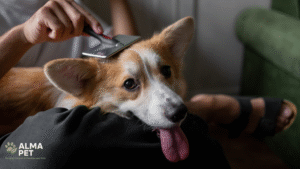 cachorro recebendo escovação de pelos para manter a pelagem saudável