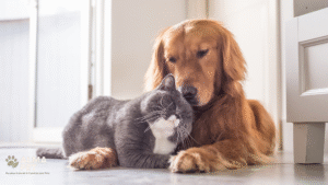 Leia mais sobre o artigo 🐾 Saúde pet