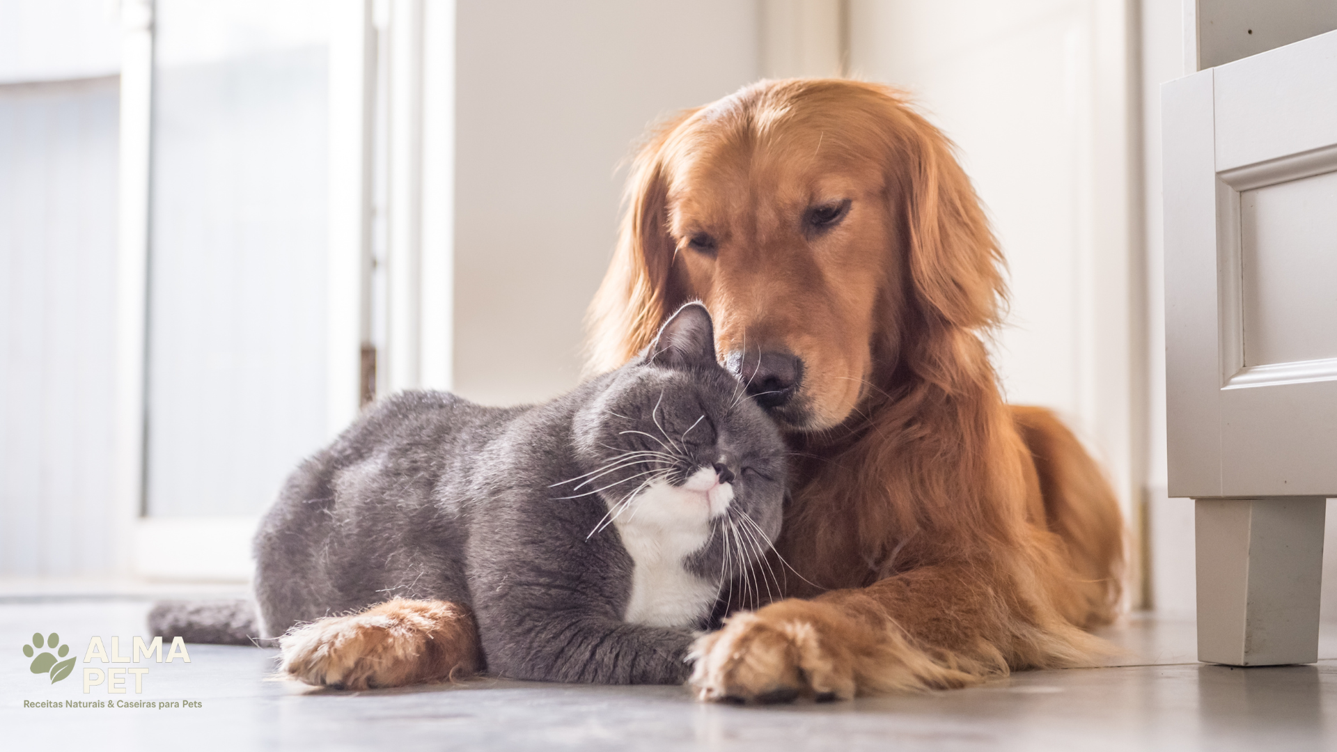 No momento, você está visualizando 🐾 Saúde pet