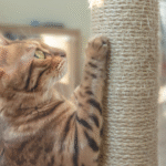 Gato arranhando arranhador