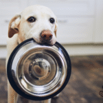 Cão segurando vasilha vazio, esperando por alimentação natural para pets