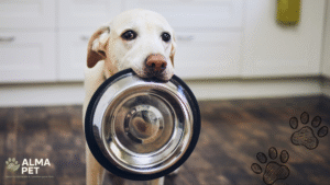 Cão segurando vasilha vazio, esperando por alimentação natural para pets