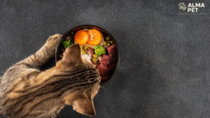 Leia mais sobre o artigo 🐶Guia Completo de Alimentação Caseira