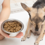 cachorro nao quer ração