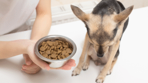 cachorro nao quer ração