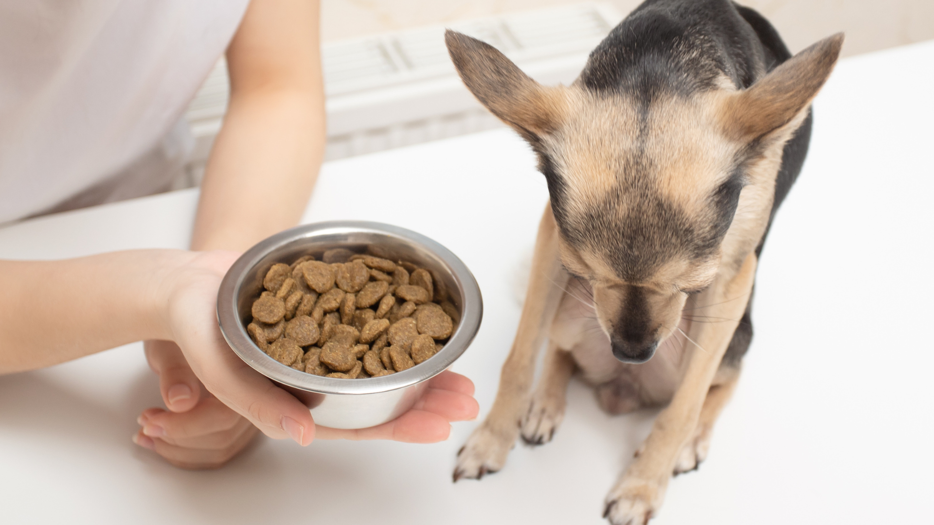No momento, você está visualizando Meu cachorro não quer comer ração: o que fazer?