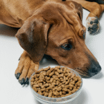 cachorro nao quer comer