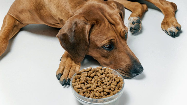 cachorro nao quer comer