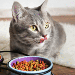 Como economizar na alimentação do seu pet