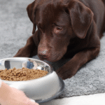 Quantas vezes por dia devo alimentar meu pet cachorro com ração saudável