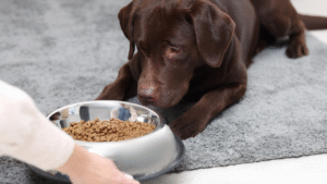 Quantas vezes por dia devo alimentar meu pet cachorro com ração saudável