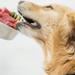 cachorro comendo comida natural