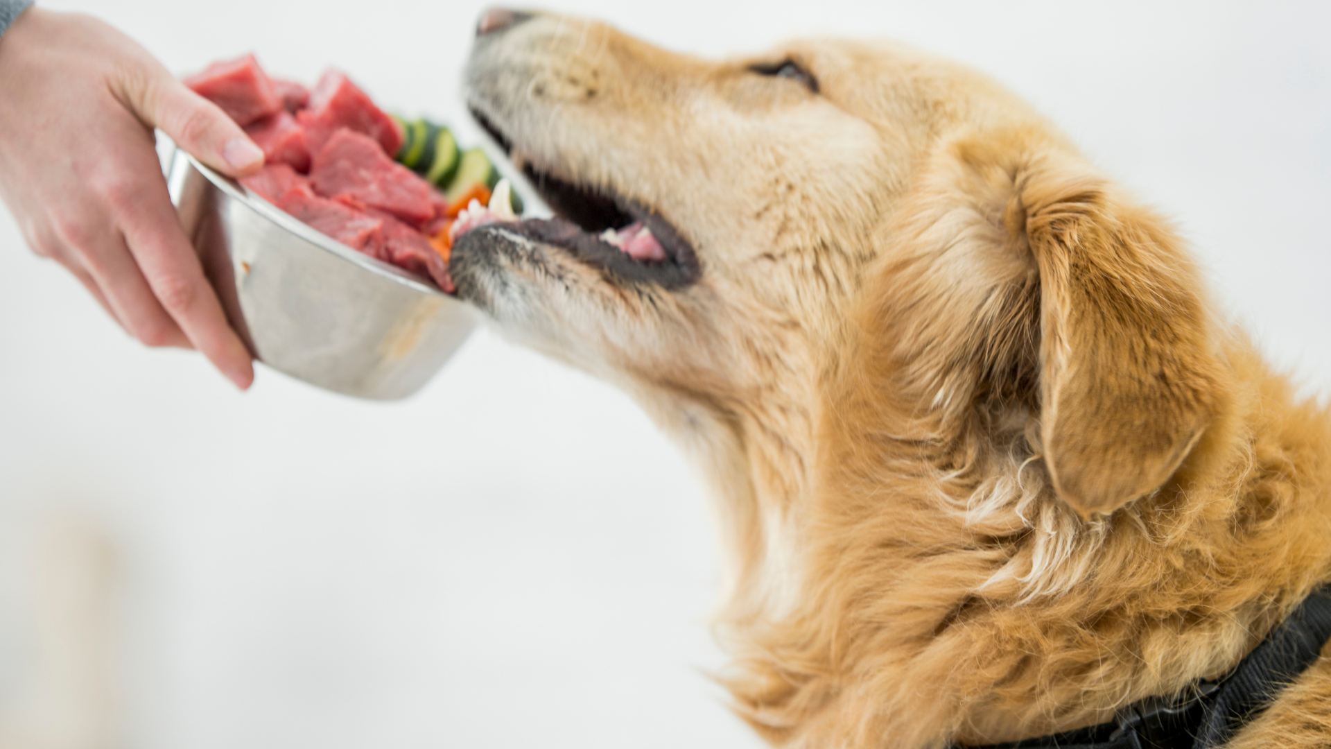 No momento, você está visualizando Alimentação Saudável para Pets: Como a Nutrição Impacta o Humor e Energia do Seu Animal