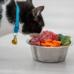 gato comendo comida natural na tigela